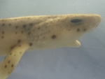 Foto Galerie/Carcharhiniformes/Scyliorhinus canicula_02_SS.jpg
